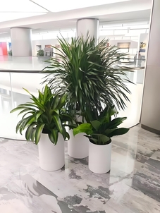 绿色装点生活,宁波余姚专业绿植出租超靠谱><div class=