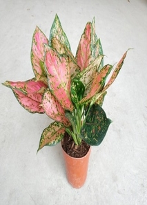 紧跟搜索习惯!杭州湾盆景租摆的魅力全在这里!